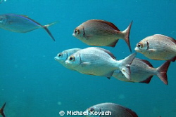 Small group of Chub swimming over the Fish Camp Rocks off... by Michael Kovach 